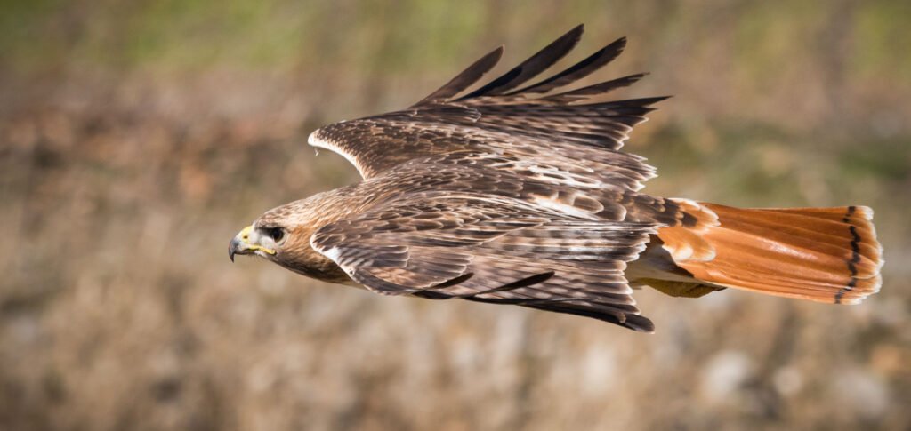 Biodiversity Comes in Bursts and Goes with Glaciers
