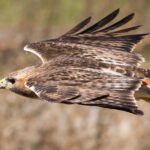 Biodiversity Comes in Bursts and Goes with Glaciers