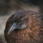 In defense of the bold and fearless weka: New Zealand's most unruly bird