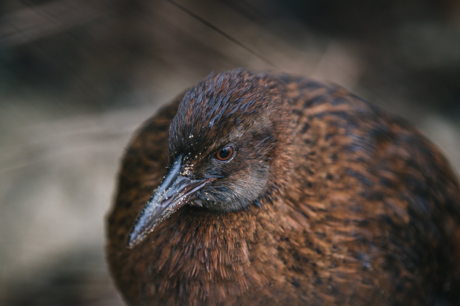 In defense of the bold and fearless weka: New Zealand's most unruly bird