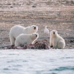 Is this place for real? Where polar bears hunt beluga whales in Arctic Canada