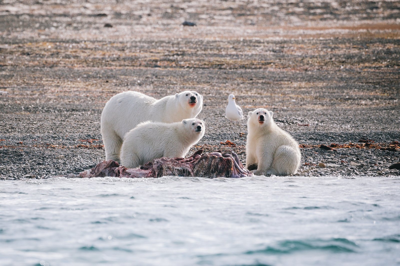 Is this place for real? Where polar bears hunt beluga whales in Arctic Canada