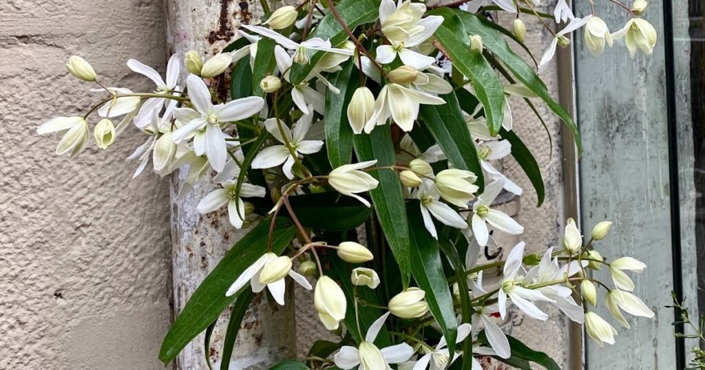 Paris Through My Lens: Le fleuriste