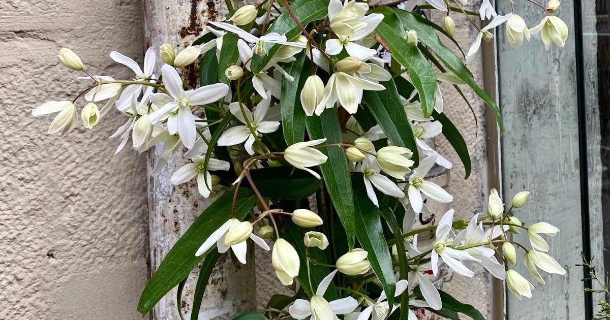 Paris Through My Lens: Le fleuriste