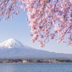 How to see Japan's cherry blossoms responsibly