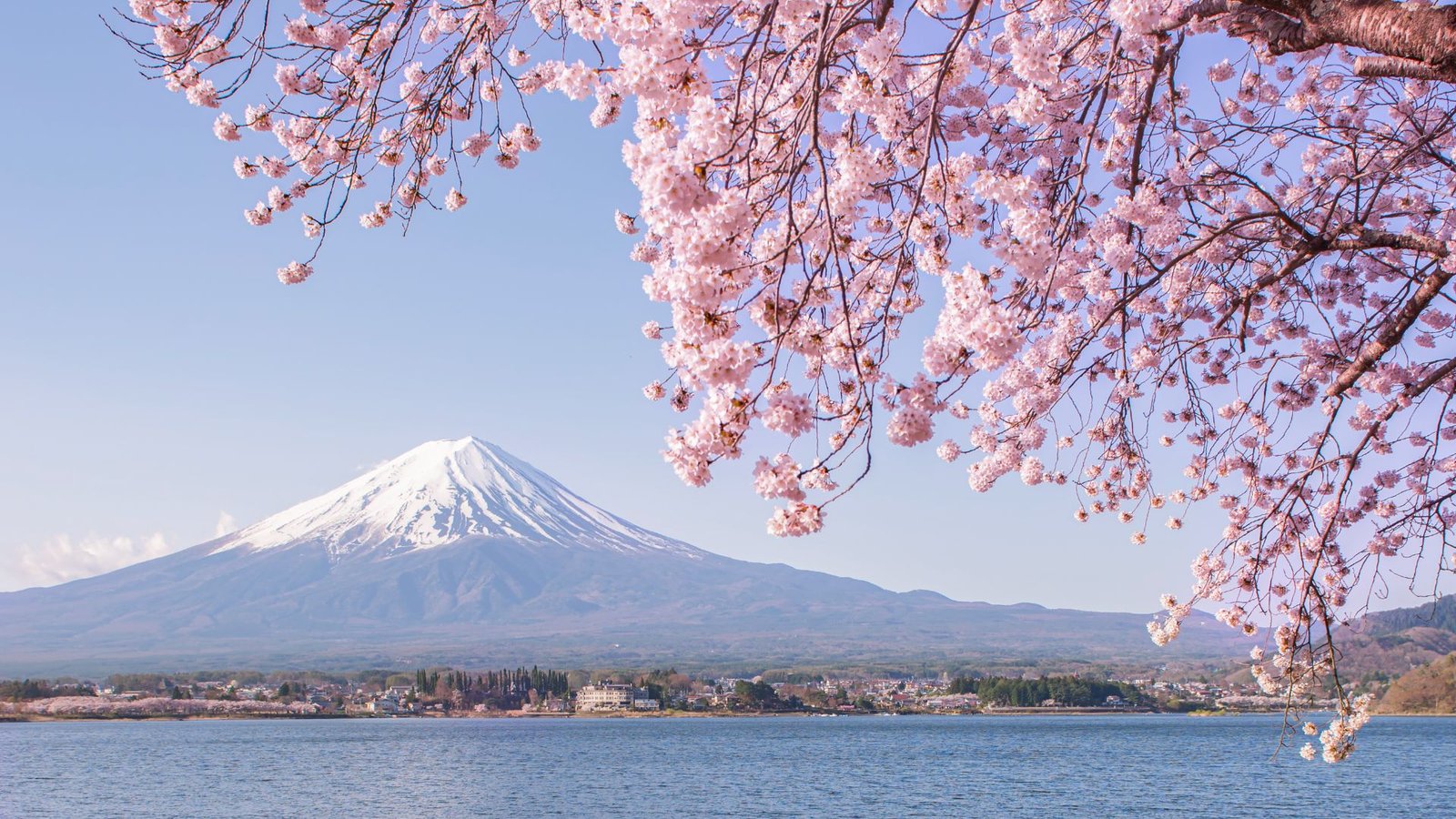 How to see Japan's cherry blossoms responsibly
