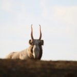 Traversing the Saiga Silk Road — Adventure Journal
